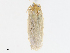  ( - CBG-A08790-F01)  @11 [ ] CreativeCommons - Attribution Share - Alike (2023) CBG Photography Group Centre for Biodiversity Genomics