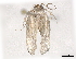  (Antaeotricha Malaise9427 - CBG-A08791-E12)  @11 [ ] CreativeCommons - Attribution Share - Alike (2023) CBG Photography Group Centre for Biodiversity Genomics