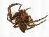  ( - CBG-A08791-H10)  @11 [ ] CreativeCommons - Attribution Share - Alike (2023) CBG Photography Group Centre for Biodiversity Genomics