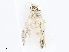  ( - CBG-A08793-C04)  @11 [ ] CreativeCommons - Attribution Share - Alike (2023) CBG Photography Group Centre for Biodiversity Genomics