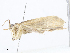  (elachMalaise9259 - CBG-A08793-C09)  @11 [ ] CreativeCommons - Attribution Share - Alike (2023) CBG Photography Group Centre for Biodiversity Genomics