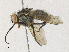  ( - CBG-A30959-B04)  @11 [ ] CreativeCommons - Attribution Share - Alike (2024) CBG Photography Group Centre for Biodiversity Genomics
