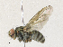  ( - CBG-A30959-C05)  @11 [ ] CreativeCommons - Attribution Share - Alike (2024) CBG Photography Group Centre for Biodiversity Genomics
