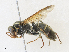  ( - CBG-A30960-A11)  @11 [ ] CreativeCommons - Attribution Share - Alike (2024) CBG Photography Group Centre for Biodiversity Genomics