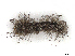  ( - CBG-A30977-H08)  @11 [ ] CreativeCommons - Attribution Share-Alike (2024) CBG Photography Group Centre for Biodiversity Genomics