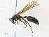  ( - CBG-A30978-C11)  @11 [ ] CreativeCommons - Attribution Share - Alike (2024) CBG Photography Group Centre for Biodiversity Genomics