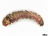  ( - CBG-A30980-H07)  @11 [ ] CreativeCommons - Attribution Share-Alike (2024) CBG Photography Group Centre for Biodiversity Genomics