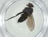  (Phytomyptera Malaise5360 - CBG-A31126-D05)  @11 [ ] CreativeCommons - Attribution Share - Alike (2024) Centre for Biodiversity Genomics Centre for Biodiversity Genomics