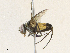  ( - CBG-A31766-A02)  @11 [ ] CreativeCommons - Attribution Share - Alike (2024) CBG Photography Group Centre for Biodiversity Genomics