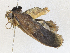 ( - CBG-A30060-F01)  @11 [ ] CreativeCommons - Attribution Share - Alike (2024) CBG Photography Group Centre for Biodiversity Genomics