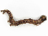  ( - CBG-A30989-H02)  @11 [ ] CreativeCommons - Attribution Share-Alike (2024) CBG Photography Group Centre for Biodiversity Genomics