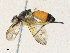  ( - CBG-A30990-A03)  @11 [ ] CreativeCommons - Attribution Share - Alike (2024) CBG Photography Group Centre for Biodiversity Genomics