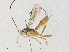  ( - CBG-A30990-F04)  @11 [ ] CreativeCommons - Attribution Share - Alike (2024) CBG Photography Group Centre for Biodiversity Genomics