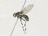  ( - CBG-A30991-D05)  @11 [ ] CreativeCommons - Attribution Share - Alike (2024) CBG Photography Group Centre for Biodiversity Genomics