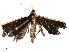  ( - CBG-A54493-A07)  @11 [ ] CreativeCommons - Attribution Share - Alike (2024) CBG Photography Group Centre for Biodiversity Genomics