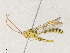  ( - CBG-A36777-F03)  @11 [ ] CreativeCommons - Attribution Share - Alike (2024) CBG Photography Group Centre for Biodiversity Genomics