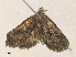  ( - CBG-A36778-H05)  @11 [ ] CreativeCommons - Attribution Share - Alike (2024) CBG Photography Group Centre for Biodiversity Genomics