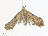  ( - CBG-A36779-H01)  @11 [ ] CreativeCommons - Attribution Share - Alike (2024) CBG Photography Group Centre for Biodiversity Genomics