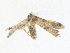  ( - CBG-A36780-G01)  @11 [ ] CreativeCommons - Attribution Share - Alike (2024) CBG Photography Group Centre for Biodiversity Genomics