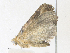  ( - CBG-A36782-F08)  @11 [ ] CreativeCommons - Attribution Share - Alike (2024) CBG Photography Group Centre for Biodiversity Genomics