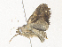  ( - CBG-A36782-G09)  @11 [ ] CreativeCommons - Attribution Share - Alike (2024) CBG Photography Group Centre for Biodiversity Genomics