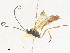  ( - CBG-A36783-F01)  @11 [ ] CreativeCommons - Attribution Share - Alike (2024) CBG Photography Group Centre for Biodiversity Genomics