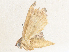  ( - CBG-A36784-D06)  @11 [ ] CreativeCommons - Attribution Share - Alike (2024) CBG Photography Group Centre for Biodiversity Genomics
