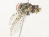  ( - CBG-A36784-G09)  @11 [ ] CreativeCommons - Attribution Share - Alike (2024) CBG Photography Group Centre for Biodiversity Genomics