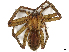  ( - CBG-A40077-H11)  @11 [ ] CreativeCommons - Attribution Share Alike (2024) CBG Photography Group Centre for Biodiversity Genomics