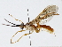  (Triraphis Malaise3500 - BIOUG64411-E09)  @11 [ ] CreativeCommons - Attribution (2022) CBG Photography Group Centre for Biodiversity Genomics