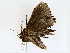  ( - BIOUG64412-A01)  @11 [ ] CreativeCommons - Attribution (2022) CBG Photography Group Centre for Biodiversity Genomics