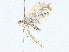  (Opisthoxia Malaise9926 - BIOUG64412-B10)  @11 [ ] CreativeCommons - Attribution (2022) CBG Photography Group Centre for Biodiversity Genomics