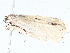  (Antaeotricha Malaise8612 - BIOUG64412-C07)  @11 [ ] CreativeCommons - Attribution (2022) CBG Photography Group Centre for Biodiversity Genomics
