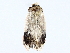  (elachMalaise9825 - BIOUG64412-C11)  @11 [ ] CreativeCommons - Attribution (2022) CBG Photography Group Centre for Biodiversity Genomics