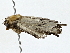  ( - BIOUG64414-C01)  @11 [ ] CreativeCommons - Attribution (2022) CBG Photography Group Centre for Biodiversity Genomics
