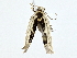  ( - BIOUG70303-G03)  @11 [ ] CreativeCommons - Attribution (2022) CBG Photography Group Centre for Biodiversity Genomics