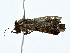  (Metalectra Malaise8505 - BIOUG70303-G04)  @11 [ ] CreativeCommons - Attribution (2022) CBG Photography Group Centre for Biodiversity Genomics