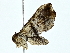  (Salia Malaise7478 - BIOUG70304-A07)  @11 [ ] CreativeCommons - Attribution (2022) CBG Photography Group Centre for Biodiversity Genomics