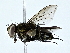  ( - BIOUG70304-E09)  @11 [ ] CreativeCommons - Attribution (2022) CBG Photography Group Centre for Biodiversity Genomics