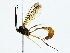  ( - BIOUG70305-D05)  @11 [ ] CreativeCommons - Attribution (2022) CBG Photography Group Centre for Biodiversity Genomics