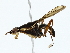  ( - BIOUG70306-A06)  @11 [ ] CreativeCommons - Attribution (2022) CBG Photography Group Centre for Biodiversity Genomics