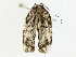  (Antaeotricha Malaise9905 - BIOUG70306-E02)  @13 [ ] CreativeCommons - Attribution (2022) CBG Photography Group Centre for Biodiversity Genomics
