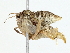  (Tricentra Malaise7923 - BIOUG70306-E03)  @11 [ ] CreativeCommons - Attribution (2022) CBG Photography Group Centre for Biodiversity Genomics