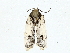  (Antaeotricha Malaise2984 - BIOUG70306-E06)  @11 [ ] CreativeCommons - Attribution (2022) CBG Photography Group Centre for Biodiversity Genomics