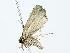  ( - BIOUG70306-F08)  @11 [ ] CreativeCommons - Attribution (2022) CBG Photography Group Centre for Biodiversity Genomics
