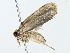  (elachMalaise5954 - BIOUG70306-F12)  @11 [ ] CreativeCommons - Attribution (2022) CBG Photography Group Centre for Biodiversity Genomics