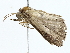  ( - BIOUG70308-B05)  @11 [ ] CreativeCommons - Attribution (2022) CBG Photography Group Centre for Biodiversity Genomics