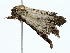  ( - BIOUG70308-B07)  @11 [ ] CreativeCommons - Attribution (2022) CBG Photography Group Centre for Biodiversity Genomics