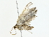  ( - BIOUG70308-C02)  @11 [ ] CreativeCommons - Attribution (2022) CBG Photography Group Centre for Biodiversity Genomics