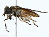  ( - BIOUG70309-A05)  @11 [ ] CreativeCommons - Attribution (2022) CBG Photography Group Centre for Biodiversity Genomics